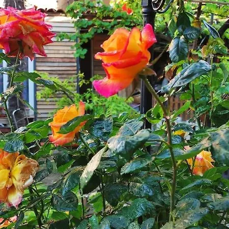 Rustico Con Giardino E Parcheggio Gratuito