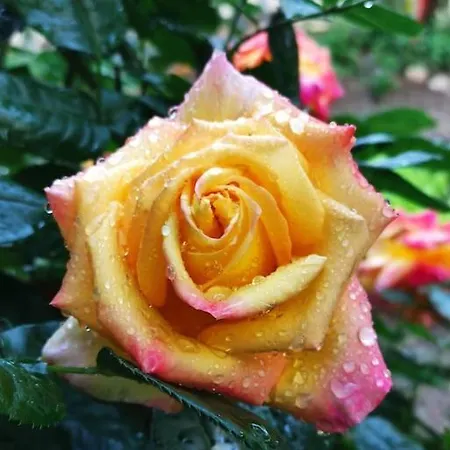 Rustico Con Giardino E Parcheggio Gratuito Daire *